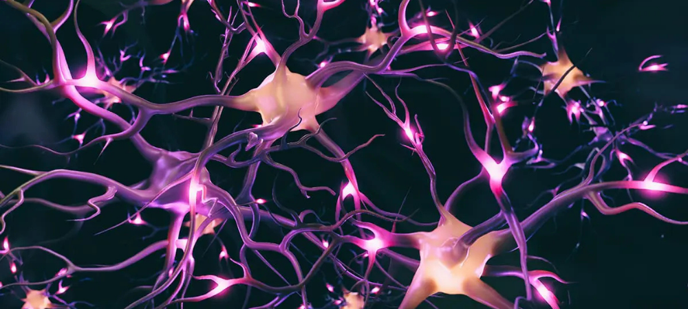 neurons