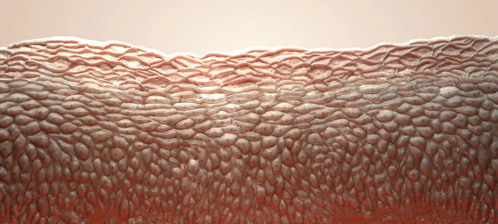 cross-section of human skin