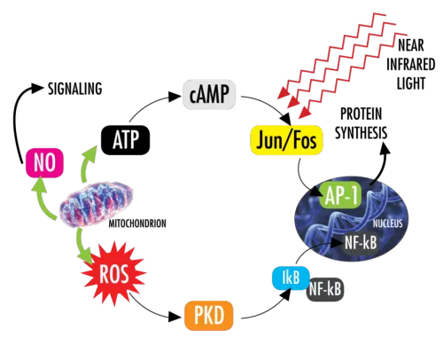 Photobiomodulation Process