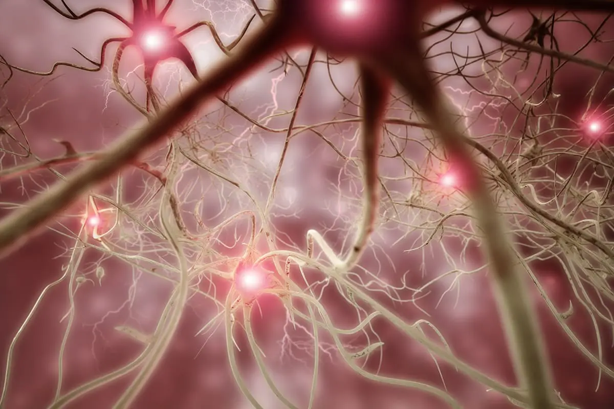 Phototherapy promotes regeneration and functional recovery of injured peripheral nerve